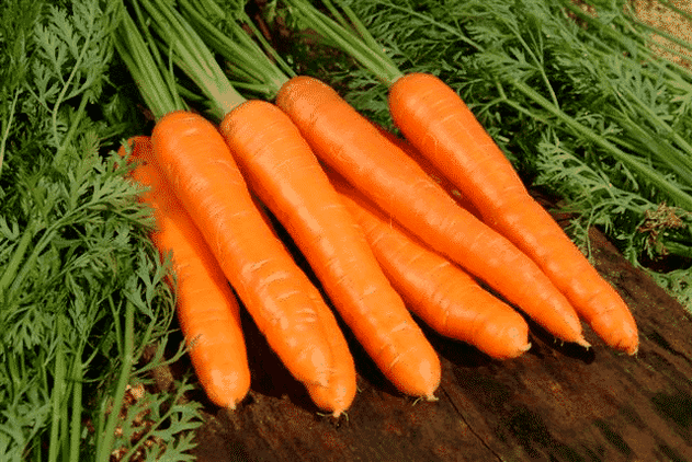 Las zanahorias son un remedio popular popular que se usa para tratar la potencia masculina. 