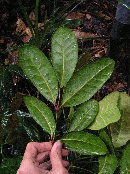 Una infusión a base de hojas de Catuaba aumenta la potencia antes del sexo