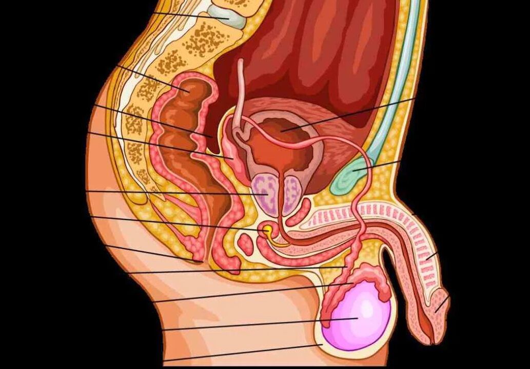 Anatomía del pene masculino. 