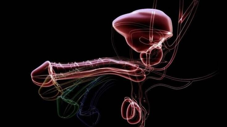 ¿Por qué los hombres tienen secreción cuando están excitados ¿Es normal